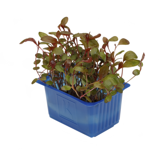 Adji Cress Adji Cress