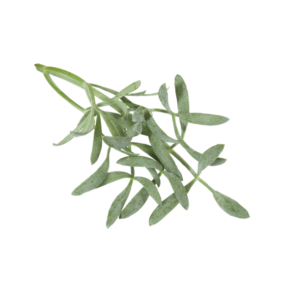 Sea Fennel Sea Fennel