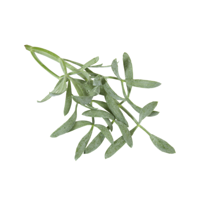 Sea Fennel