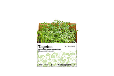 Herbeus Micro Greens Tagetes