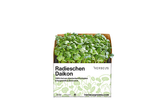 Herbeus Micro Greens Radieschen Daikon Herbeus Micro Greens Radieschen Daikon