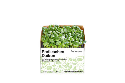 Herbeus Micro Greens Radieschen Daikon