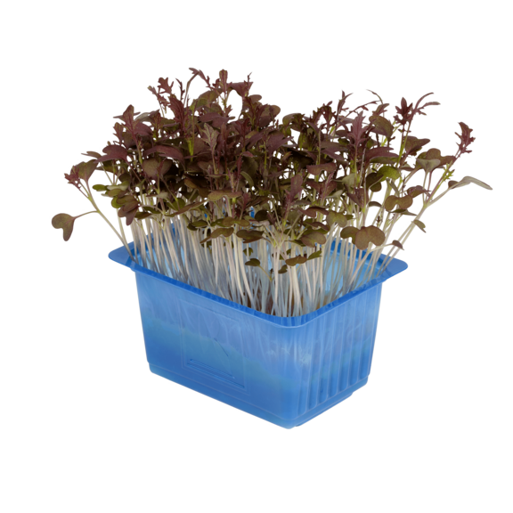 Kyona Mustard Cress Kyona Mustard Cress