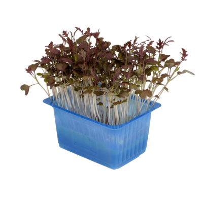 Kyona Mustard Cress