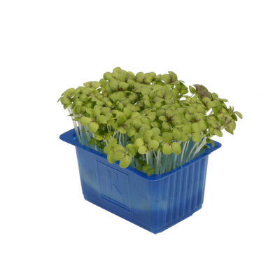 Mustard Cress