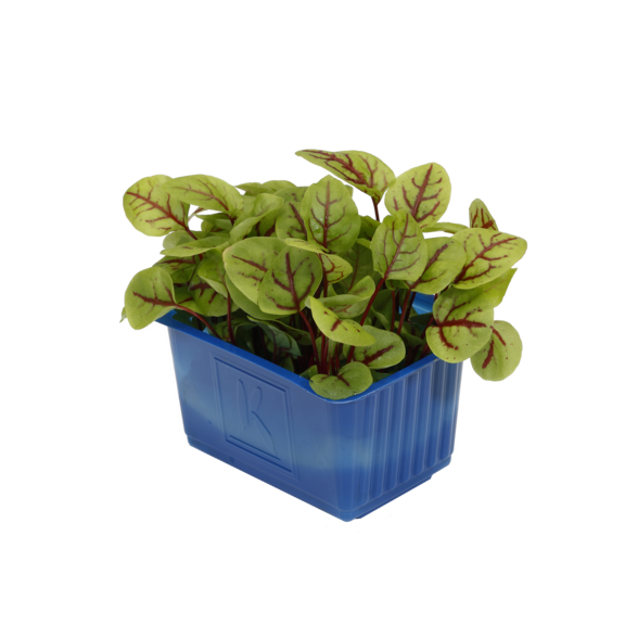 Vene Cress Vene Cress