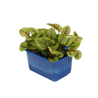 Vene Cress