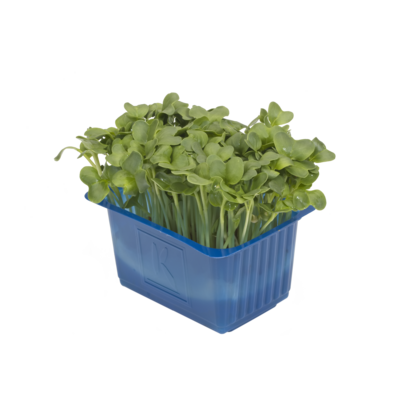 Daikon Cress