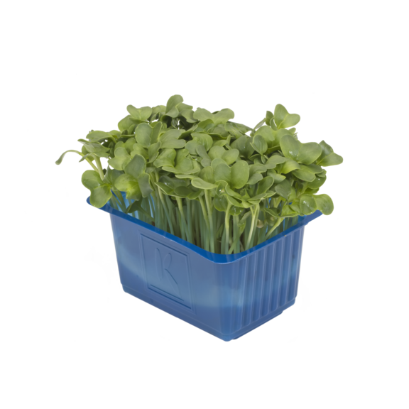Daikon Cress Daikon Cress