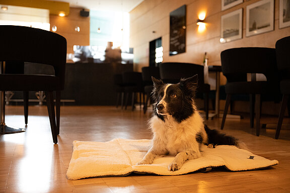 Hund im Hotel