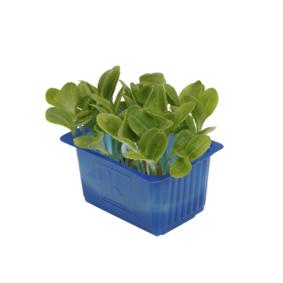 Borage Cress