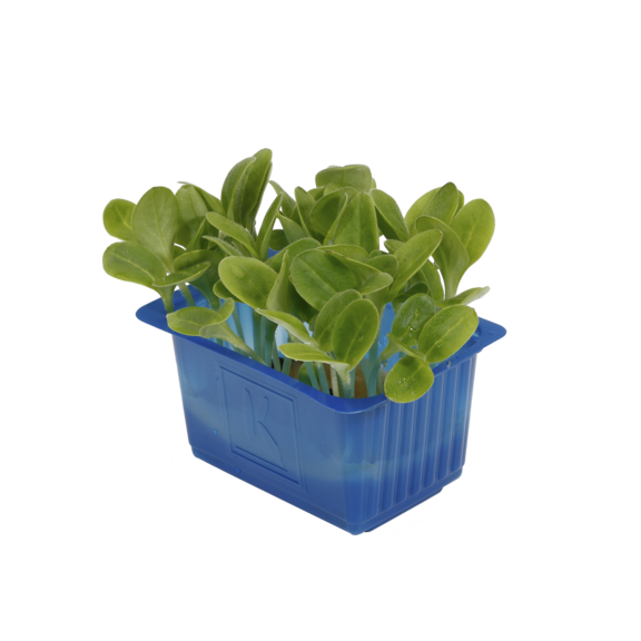 Borage Cress Borage Cress