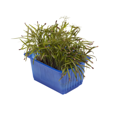 Olympia Cress