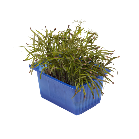 Olympia Cress Olympia Cress