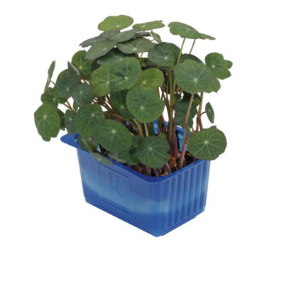 Zorri Cress