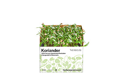Herbeus Micro Greens Koriander