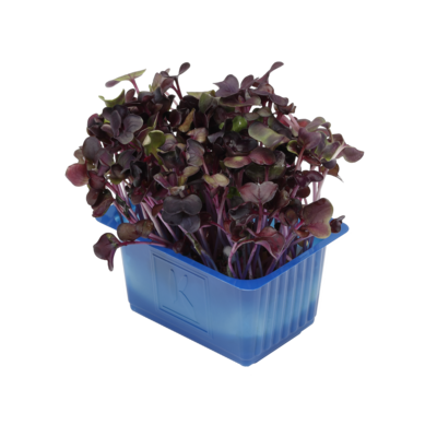 Sakura Cress
