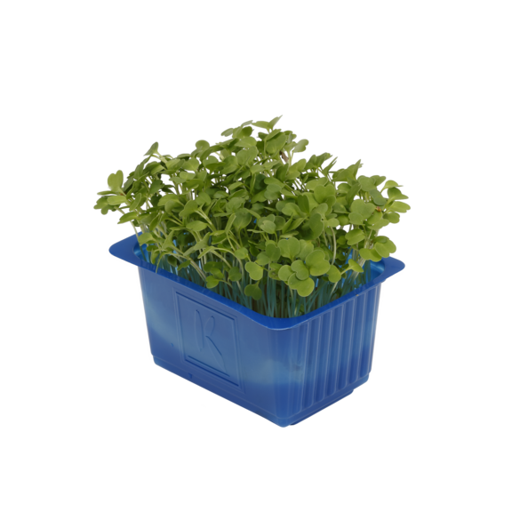 Rucola Cress Rucola Cress
