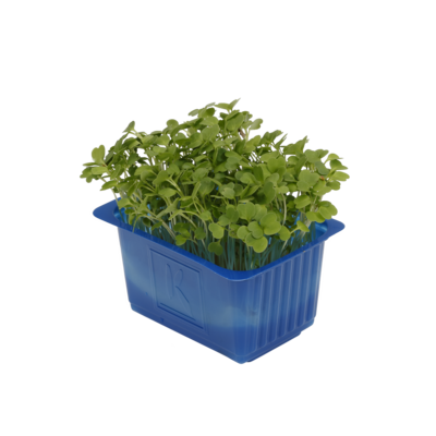 Rucola Cress
